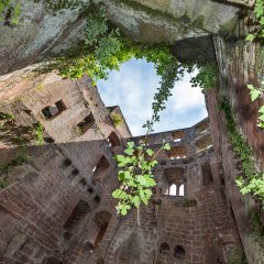 Frankenstein Burgruine 2018